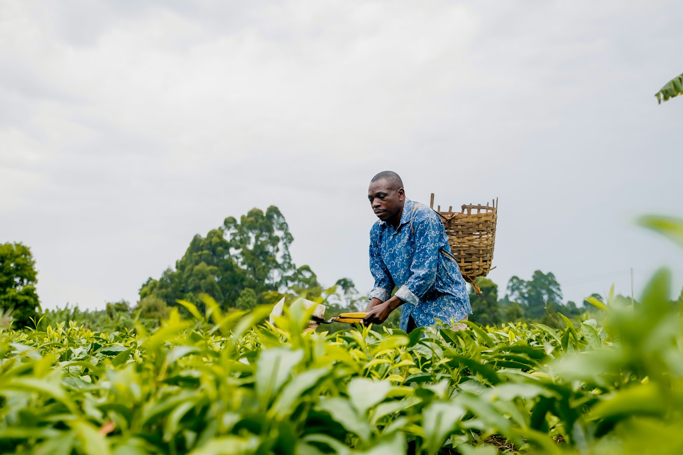 African agribusiness worker harvesting in the field